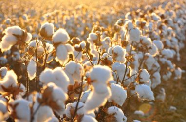 Cotton Production of India will be the world's largest