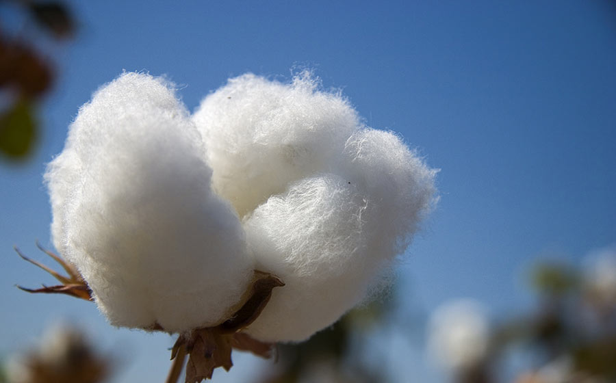 cotton ile ilgili görsel sonucu