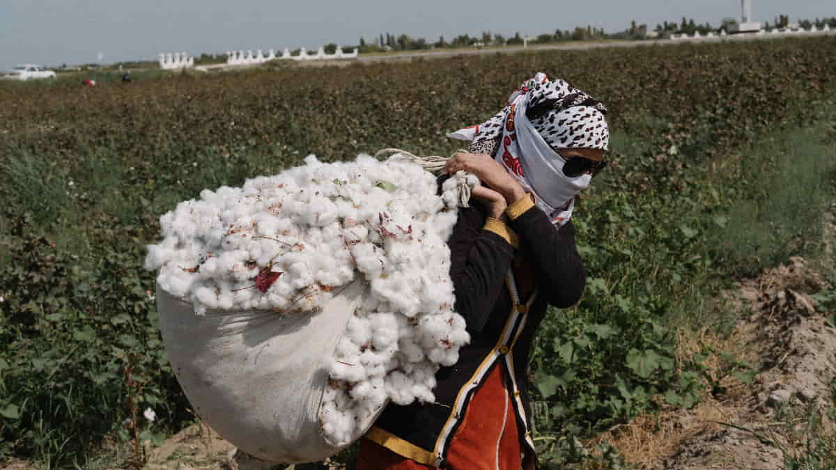 Uzbek cotton 'free' of forced labour and child labour - Textilegence