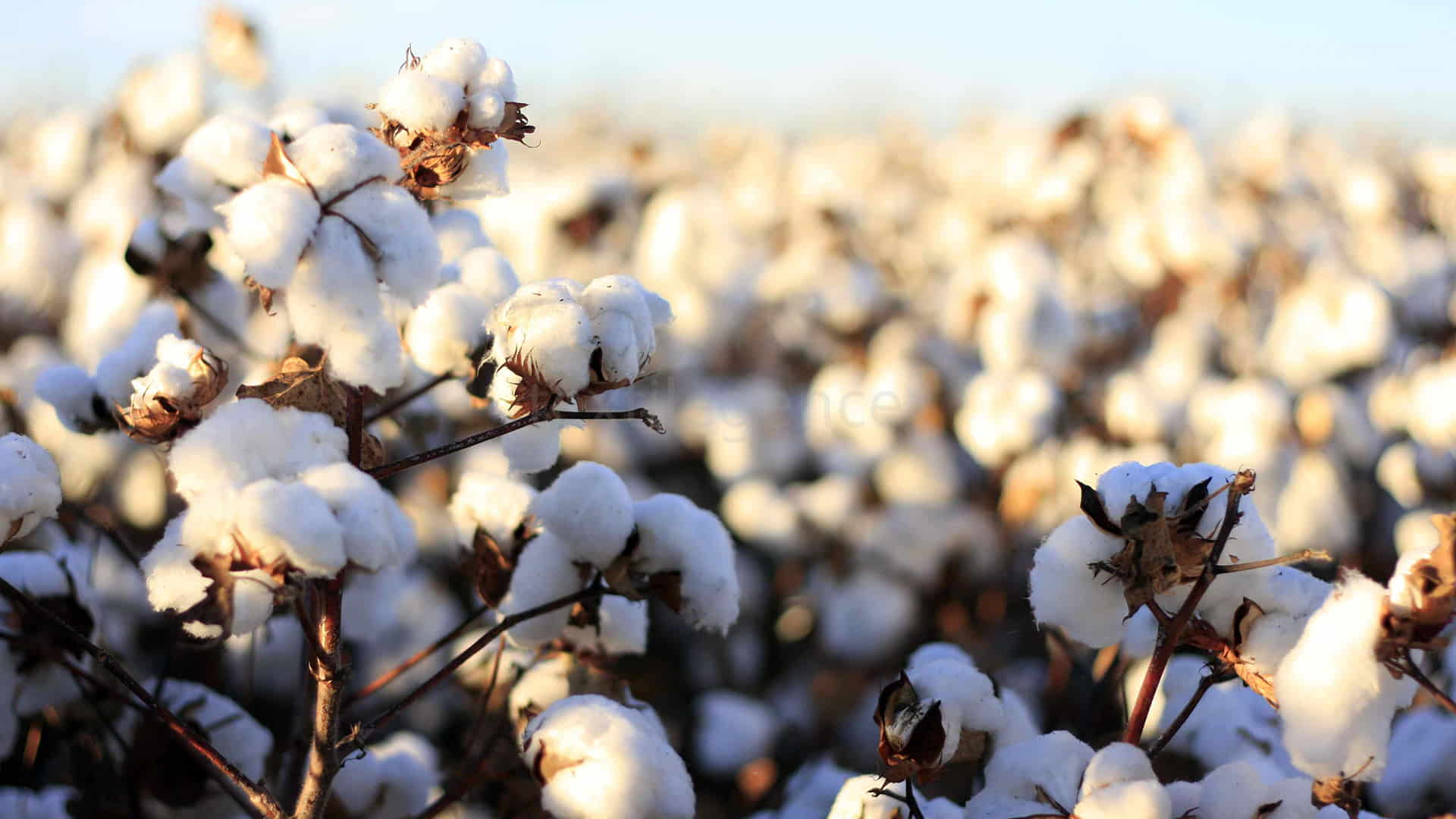 The first day will be devoted to fibers, with the production and processing of raw cotton at the core of the discussion  Image Source: UZTS