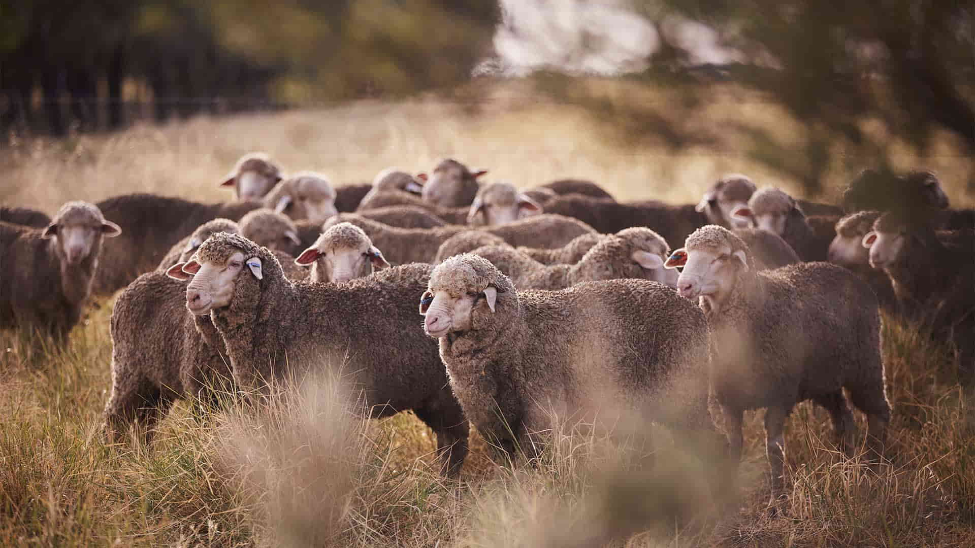 Woolmark+ aims to accelerate low-impact production, promote circularity and enhance animal wellbeing and woolgrower livelihoods   Image Source: Woolmark