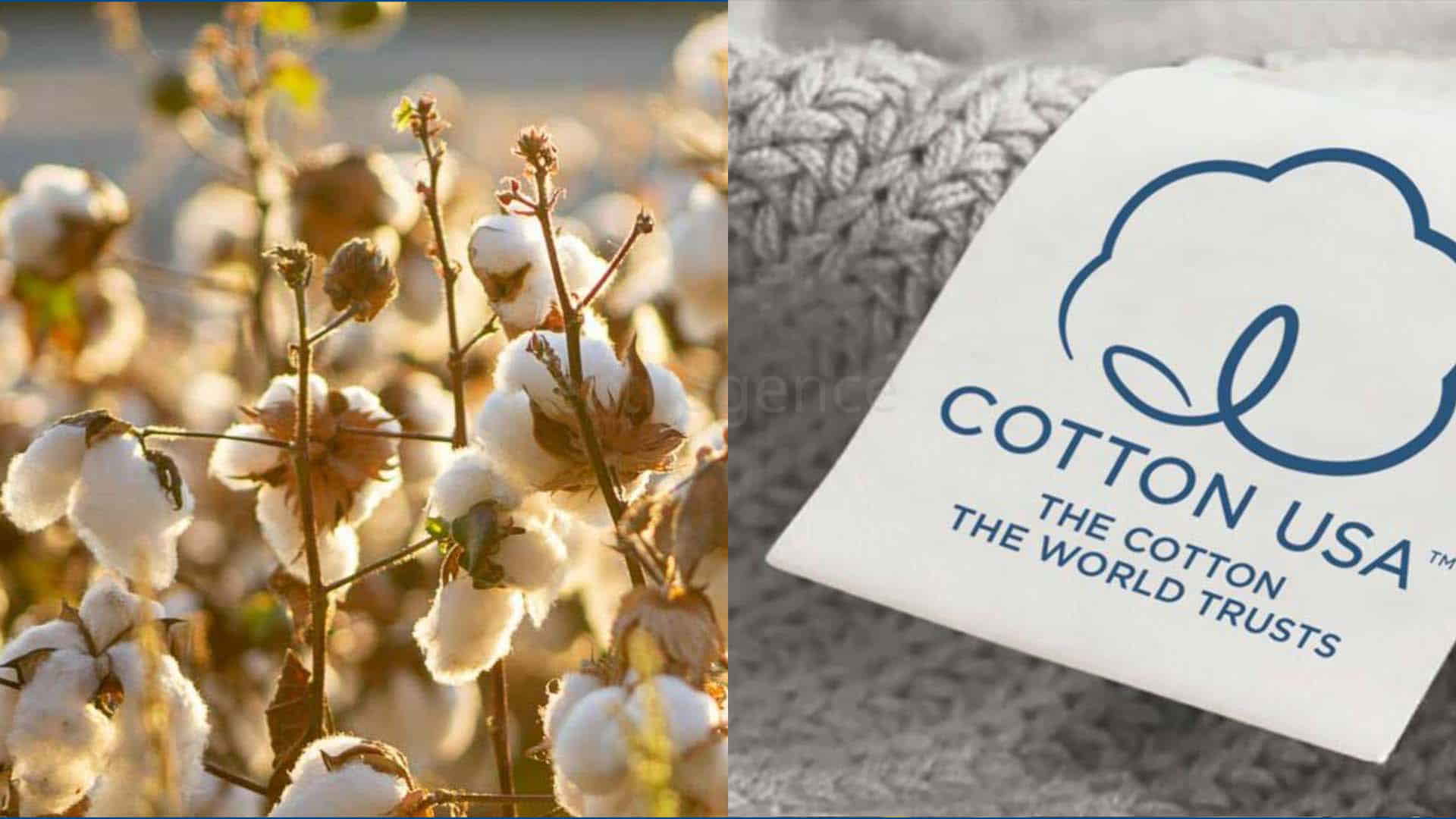 American cotton is trusted in world markets 
  Image Source: Cotton USA